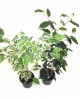 Ficus benjamina mix m11                           