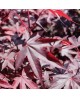 Acer palmatum bloodgood 7lt 80/100                