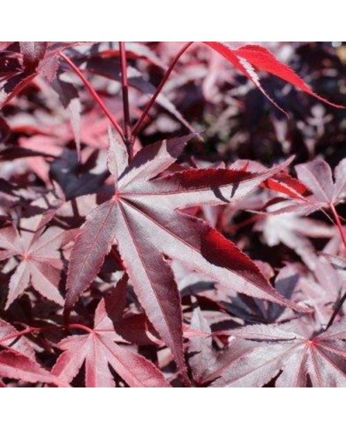 Acer palmatum bloodgood 7lt 80                    