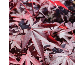 Acer palmatum bloodgood 7lt 80/100                