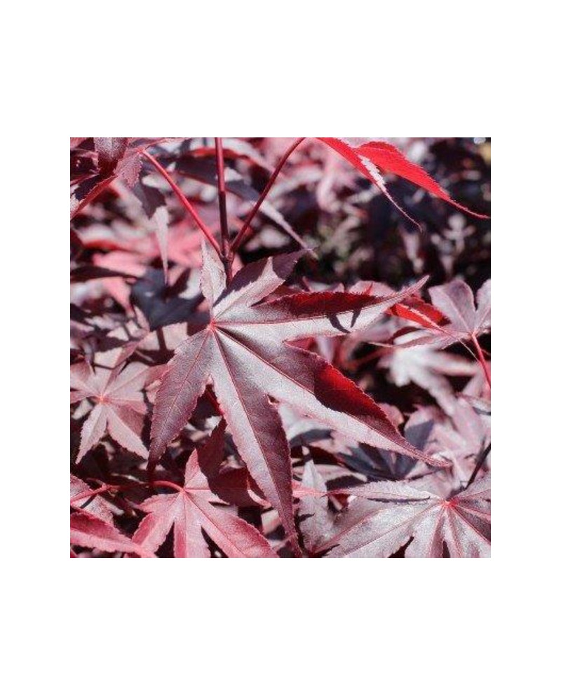Acer palmatum bloodgood 7lt 80                    