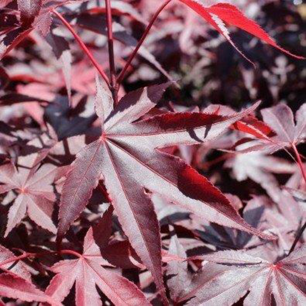 Acer palmatum bloodgood 7lt 80/100                