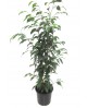 Ficus benjamina mix m14                           