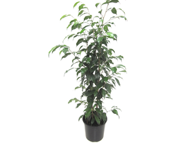 Ficus benjamina mix m14                           