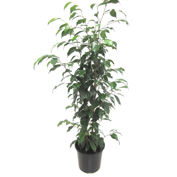 Ficus benjamina mix m14                           