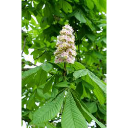 Aesculus hippocastanum blanco 12/14 maceta        