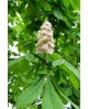 Aesculus hippocastanum blanco 12/14 maceta        
