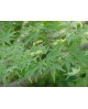 Acer palmatum 125/150                             