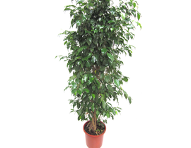 Ficus benjamina mix m25                           