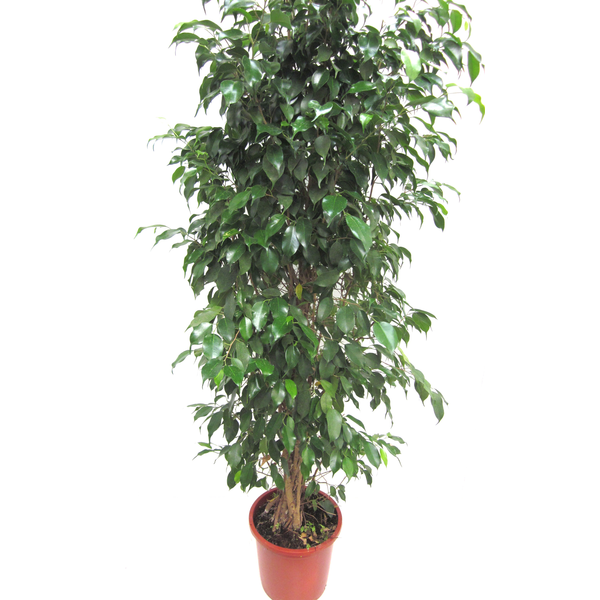 Ficus benjamina mix m25                           