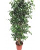 Ficus benjamina mix m25                           