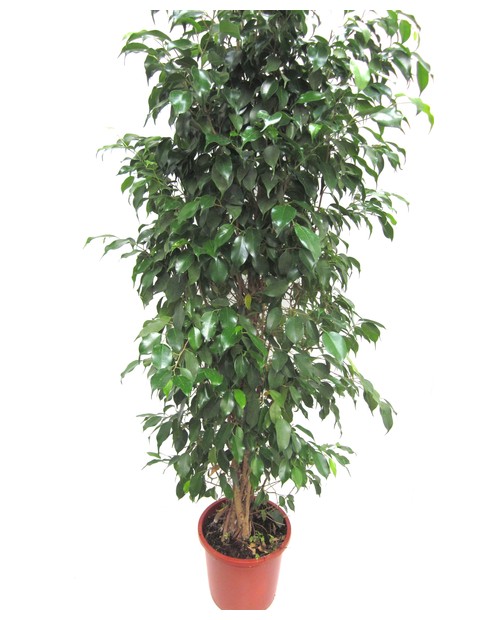 Ficus benjamina mix m25                           