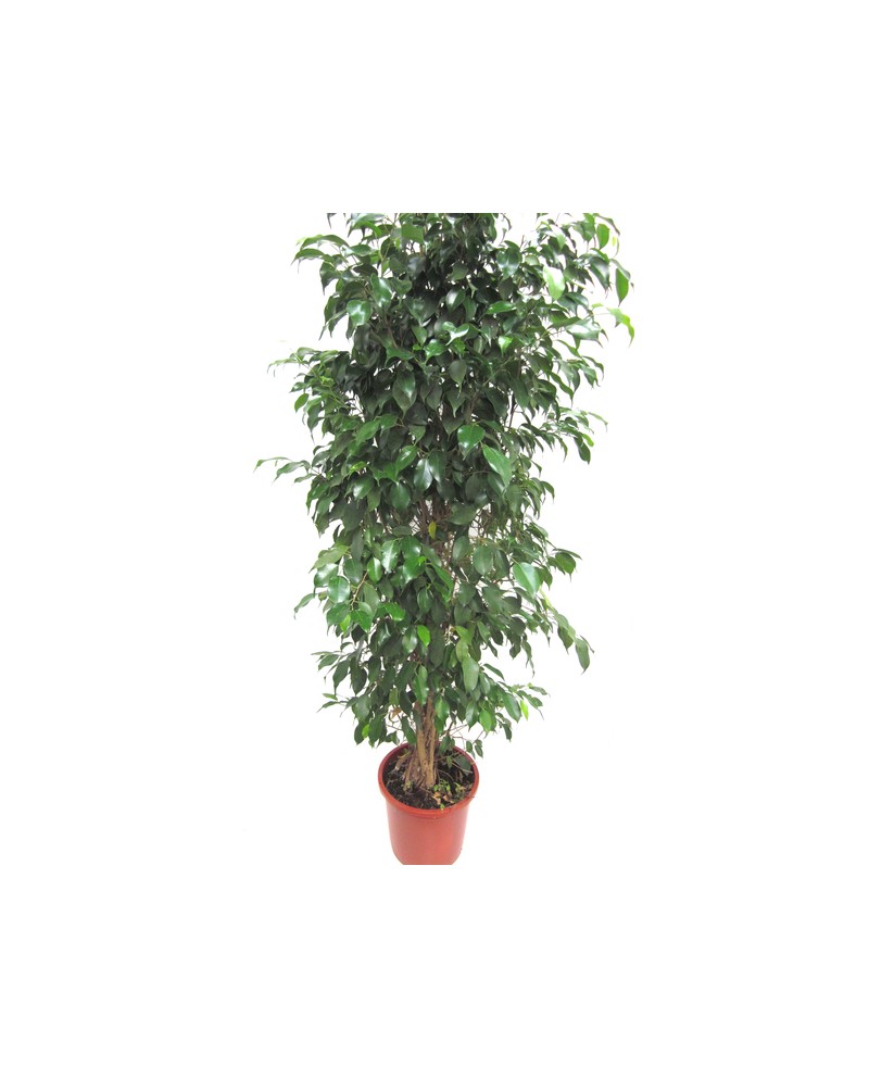 Ficus benjamina mix m25                           