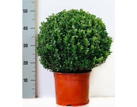 Buxus sempervivens bola diam.40/45cm m26          