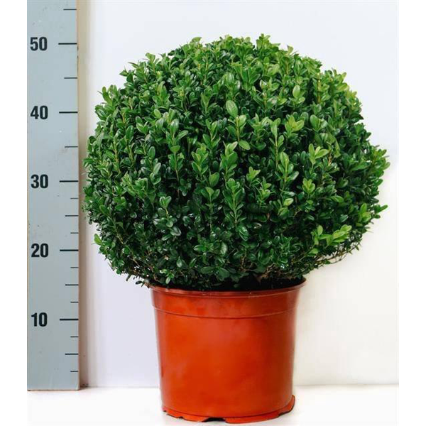Buxus sempervivens bola diam.40/45cm m26          