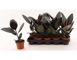 Ficus robusta bali m13 20/40                      