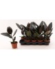 Ficus robusta bali m13 20/40                      
