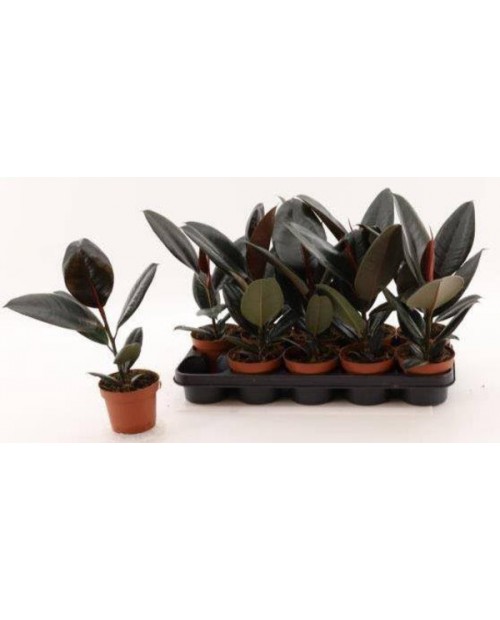 Ficus robusta bali m13 20/40                      