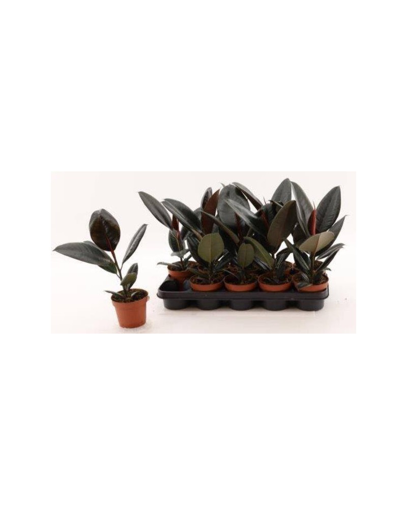 Ficus robusta bali m13 20/40                      