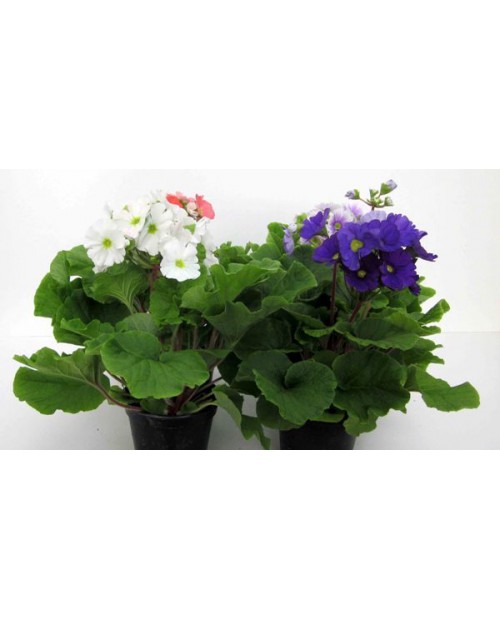 Primula obconica m14                              