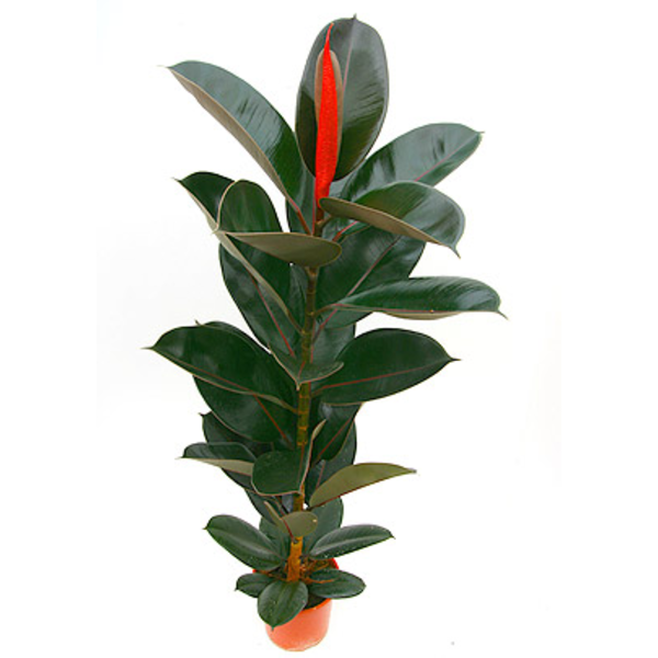 Ficus robusta bali m20 60                         