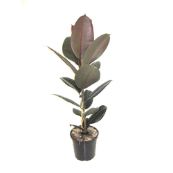 Ficus robusta bali m20 60                         