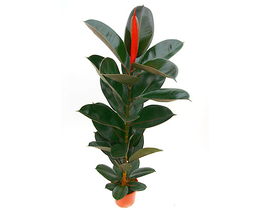 Ficus robusta bali grupo m25 3pl 120cm            
