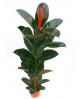 Ficus robusta bali grupo m25 3pl 120cm            