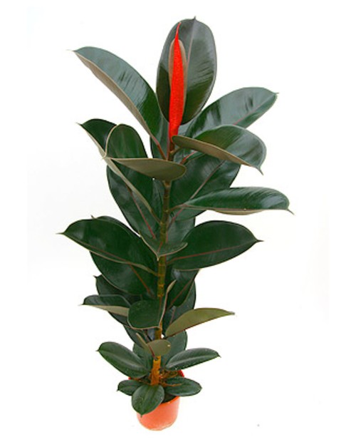 Ficus robusta bali grupo m25 3pl 120cm            