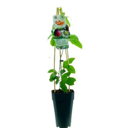 Passiflora edulis m15 (maracuya)                  