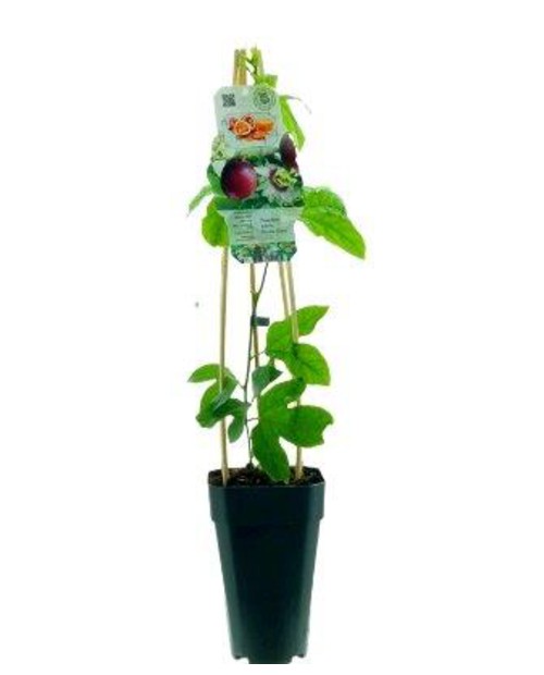 Passiflora edulis m15 (maracuya)                  