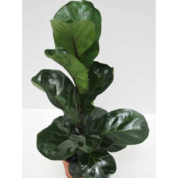 Ficus lyrata bambino 12                           