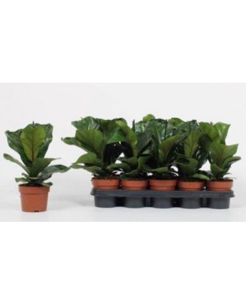 Ficus lyrata bambino 12                           