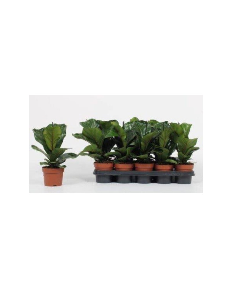 Ficus lyrata bambino 12                           