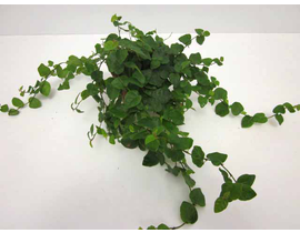 Ficus pumila green sunny 8                        