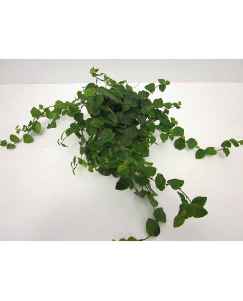 Ficus pumila green sunny 8                        