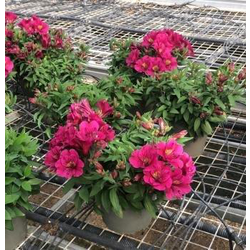 Alstroemeria 17                                   