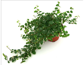 Ficus repens sunny                                