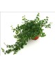 Ficus repens sunny m9                             