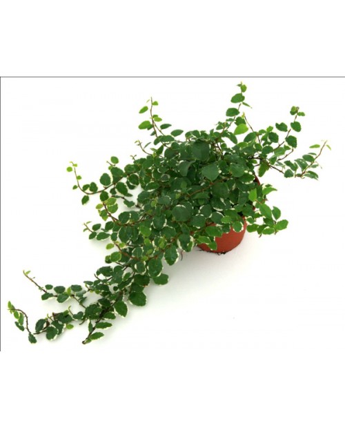 Ficus repens sunny                                
