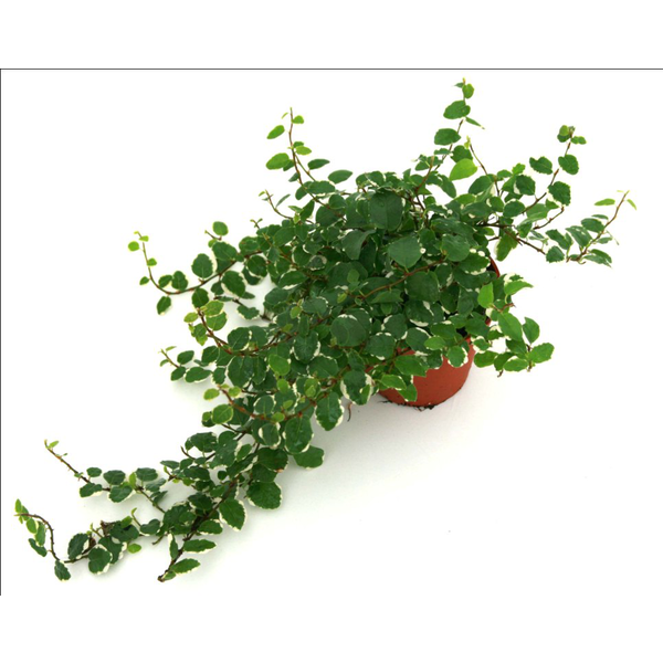 Ficus repens sunny m9                             