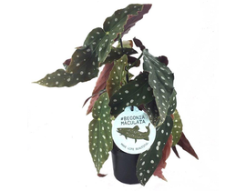 Begonia maculata wightii m14                      