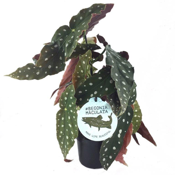 Begonia maculata wightii m14                      