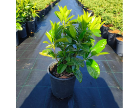 Laurocerasus novita 3lt 50/60cm                   