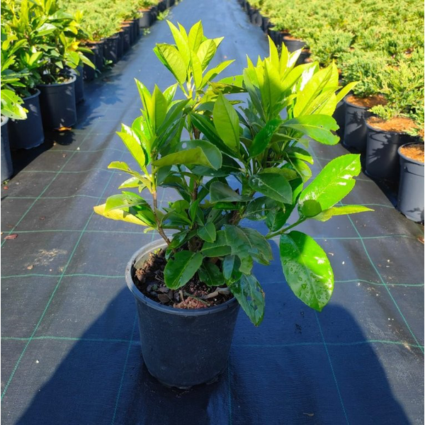 Laurocerasus novita 3lt 50/60cm                   