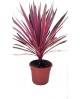 Cordyline australis pink m20                      