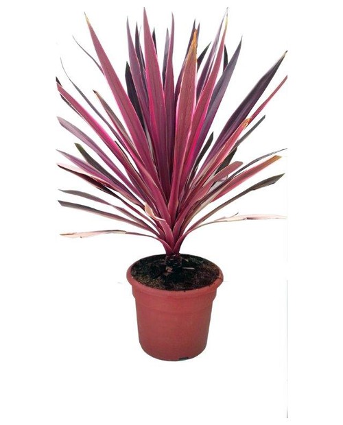 Cordyline australis pink m20                      