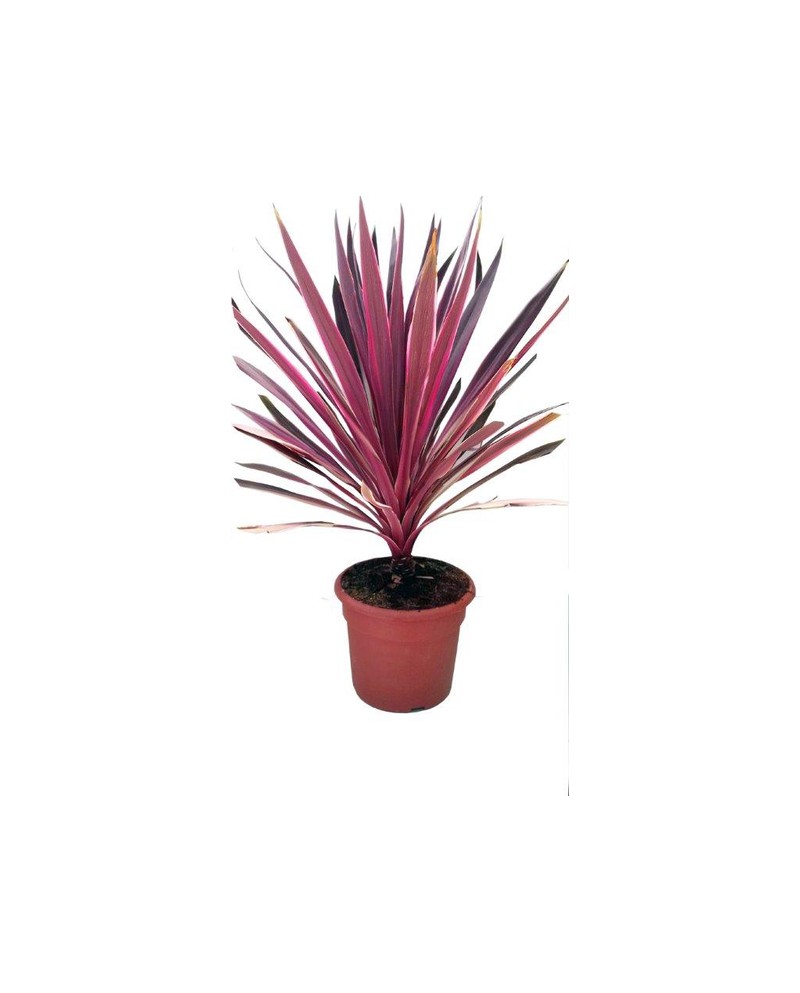 Cordyline australis pink m20                      