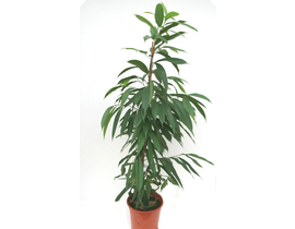 Ficus alii m22 120cm                              