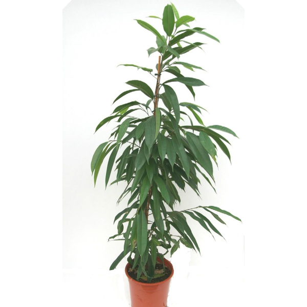 Ficus alii m22 120cm                              